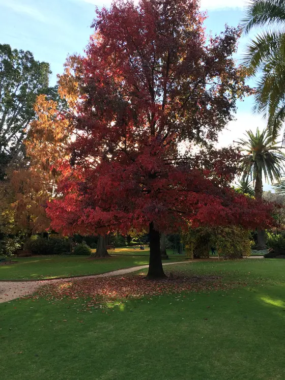 Near Hovell Tree Park playground, Albury