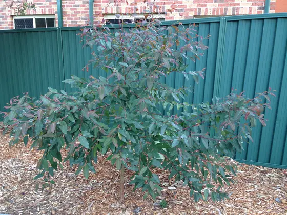 Near Sunnyside Reserve playground, Caringbah