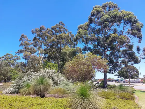 Near Murdoch Park playground, Murdoch