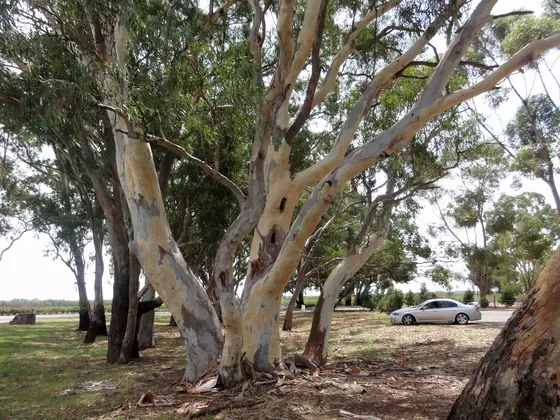 Near Cascade Village Reserve playground, Mawson Lakes