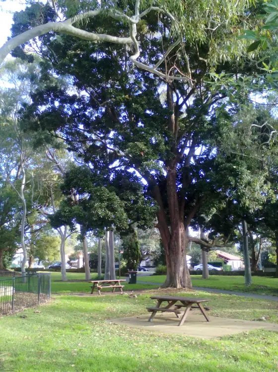 Near Muston Park, Chatswood