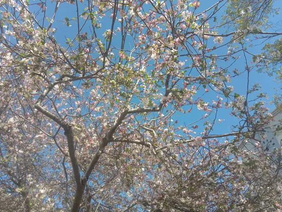 Near The Glade, Wahroonga