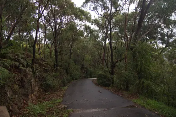Near Ferntree Reserve, Engadine