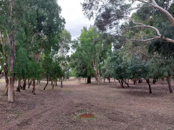 Near Wyong Park playground, Bentley