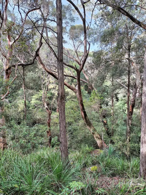 Near Mills Park Playground, Asquith
