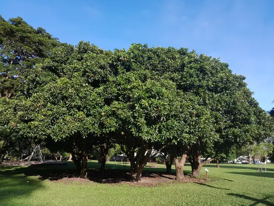 Near Jalarra Park playground, Stratford