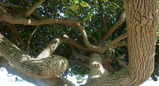Near Budd's Beach Reserve playground, Surfers Paradise