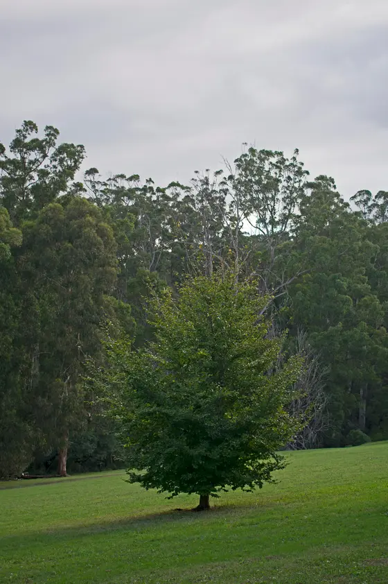 Near JAC Russell Park playground, Gembrook