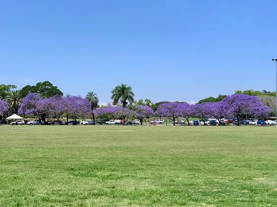 Near New Farm Park playground, New Farm
