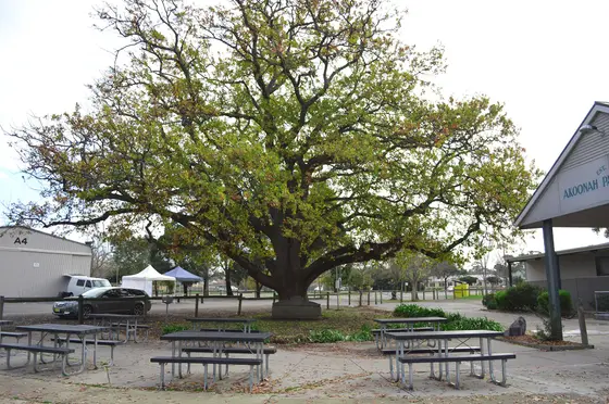 Near Beaconsfield Recreational Reserve playground, Beaconsfield