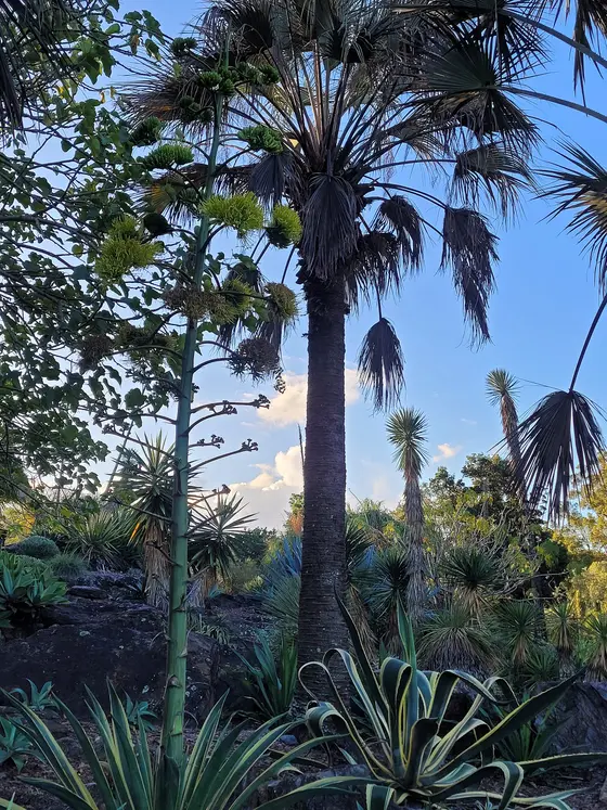 Near Mount Coot-tha Botanic Gardens playground, Mount Coot-Tha
