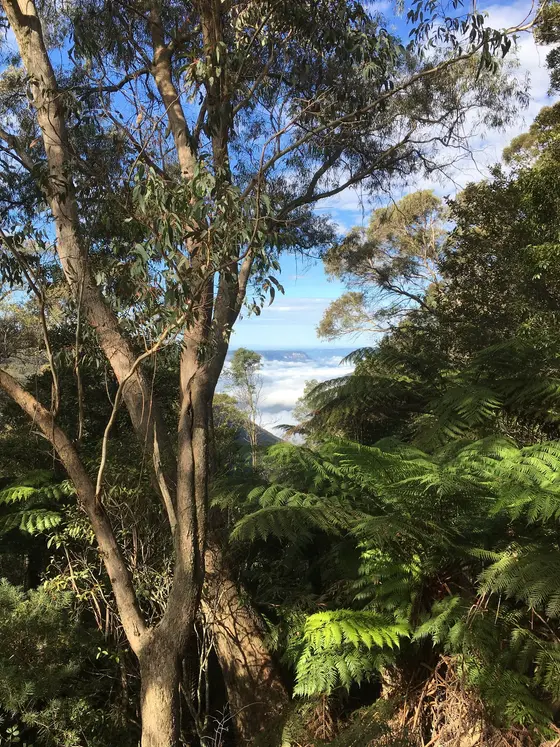 Near Gordon Falls Reserve Picnic Area playground, Leura