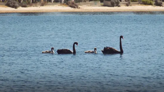 Near Lions Apex Park Playground, Lakes Entrance