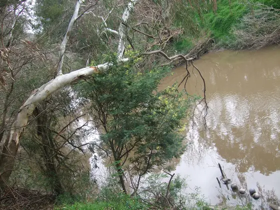 Near Bulleen Park Playground, Bulleen