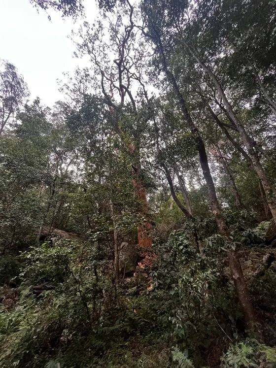 Near McGowan Reserve, Lugarno