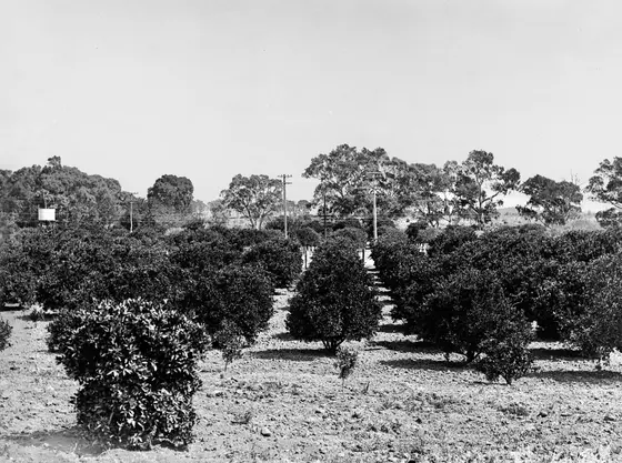 Near Happy Home Playground, Salisbury North