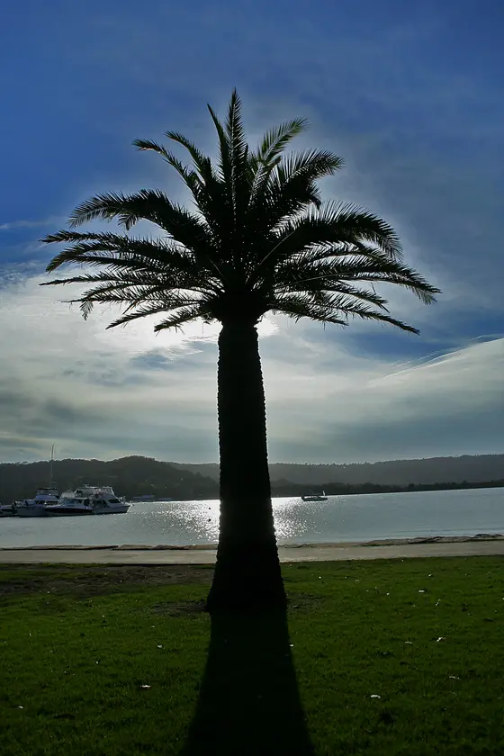 Near Lion's Park playground, Gosford