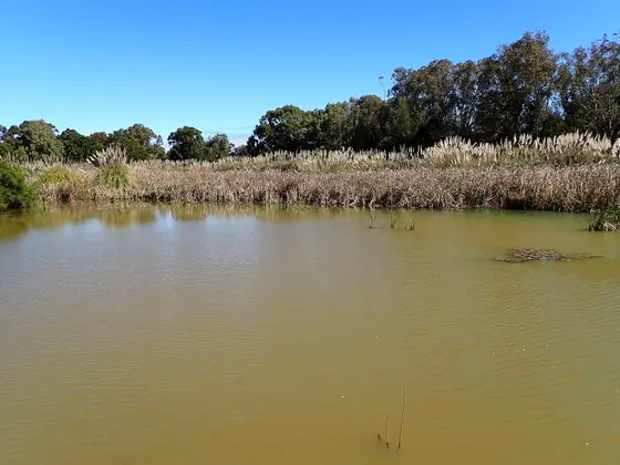 Near Careniup Reserve playground, Gwelup
