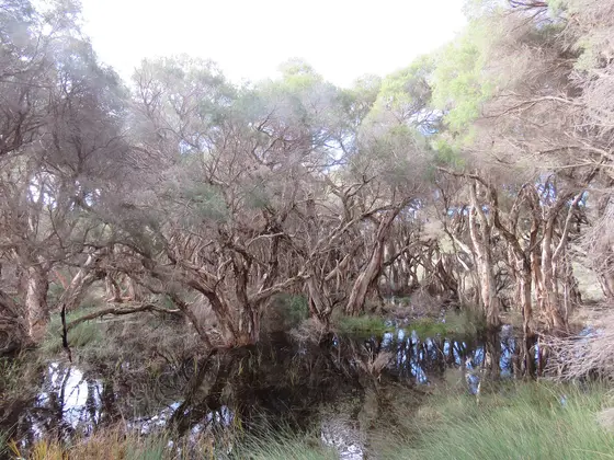 Near Dwayne Favazzo Playground, Spearwood