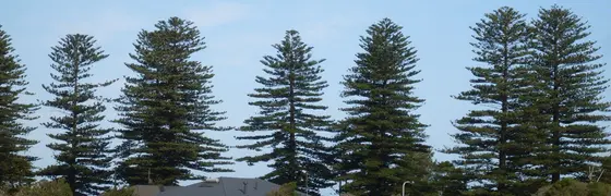 Near Burra Street Reserve, Gerringong