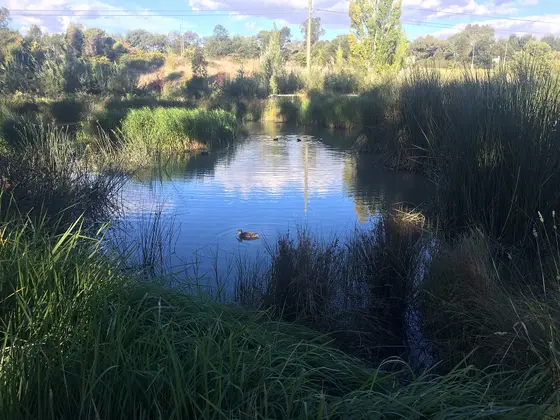Near Anembo Street Pedestrian Parkland (East), Narrabundah