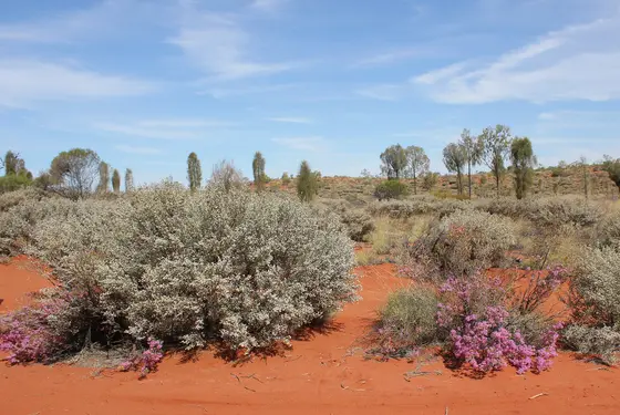 Near Perentie Playground, Yulara