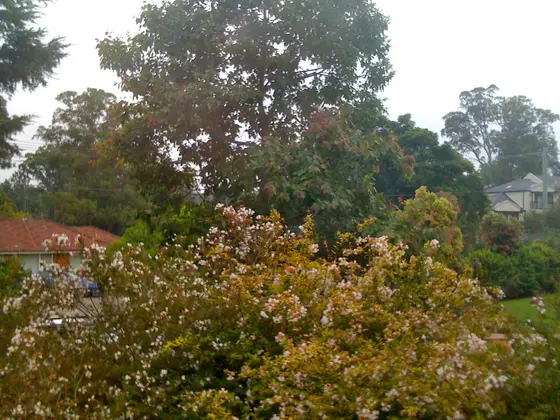 Near George Suttor Reserve, Baulkham Hills