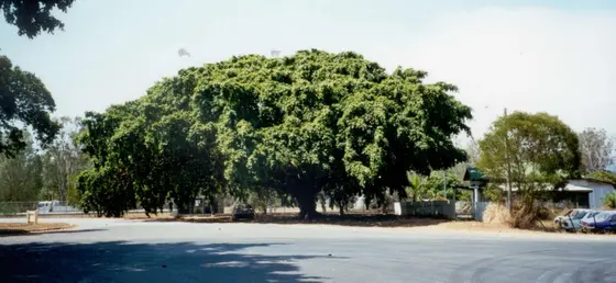 Near Alf Larson Park playground, Miriam Vale