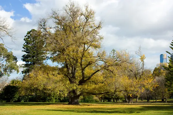 Near Fitzroy Gardens Playground, East Melbourne