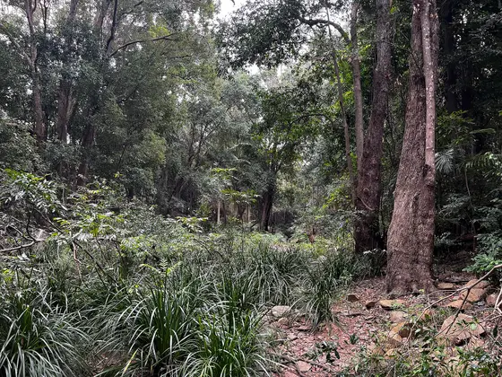 Near Allamanda Street Park playground, The Gap