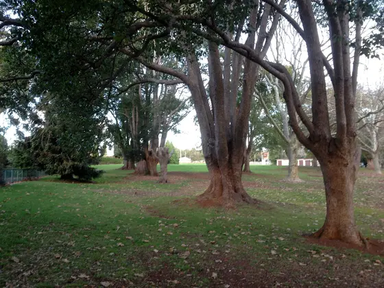 Near Margaret Street Playground, East Toowoomba
