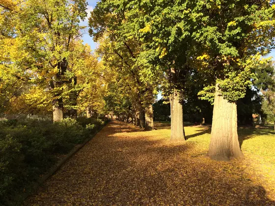 Near Gertrude Colquhoun Park playground, Albury