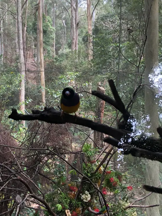 Near Carnley Avenue Reserve playground, New Lambton
