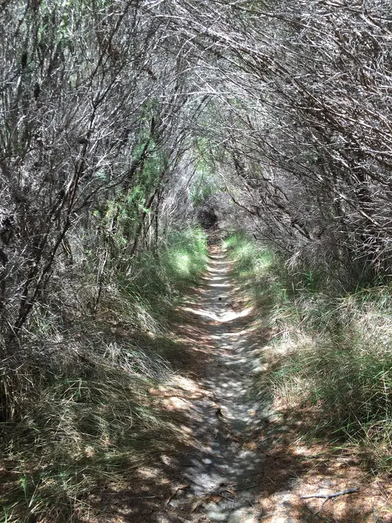 Near Wonga Road Reserve playground, Yowie Bay