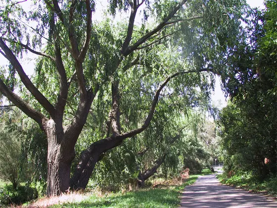 Near Regent Street Reserve, Mount Waverley