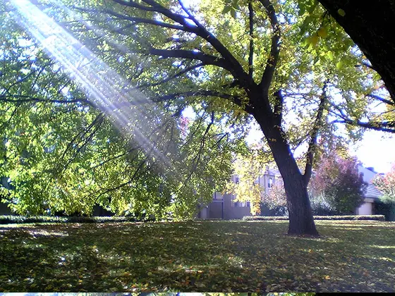 Near David Street Neighbourhhood Park, O'Connor
