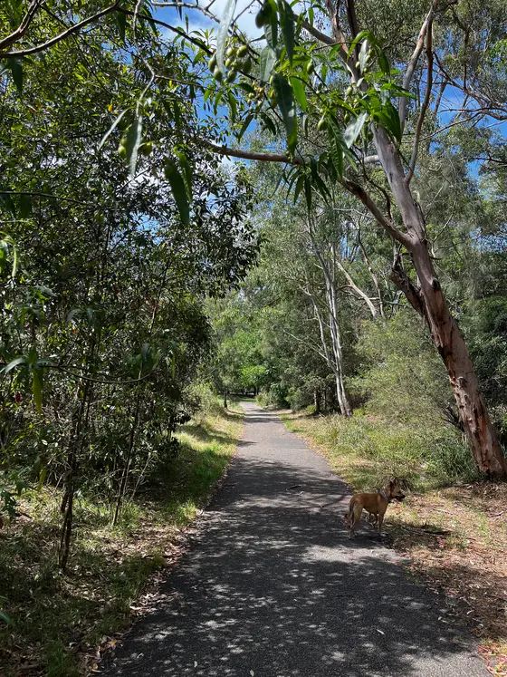 Near Moore Reserve, Oatley