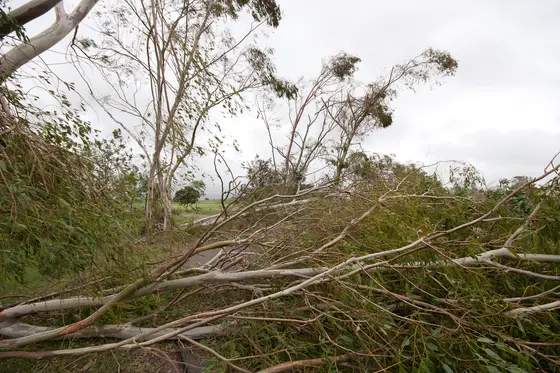 Near Lou Litster Park playground, Hermit Park
