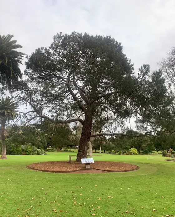 Near Warrnambool Botanic Gardens playground, Warrnambool