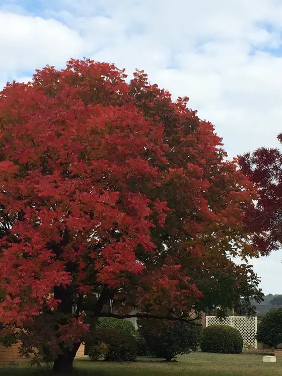 Near Rockvale Park playground, Armidale