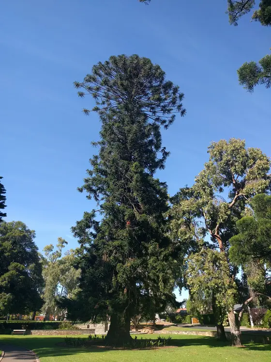 Near Wombat Waterhole, Hazelwood Park