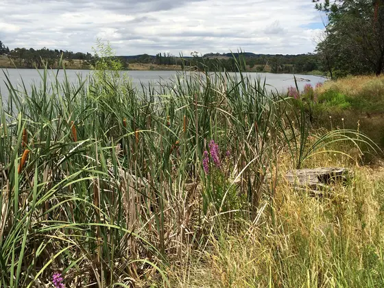 Near Gosling Creek Reserve playground, Orange