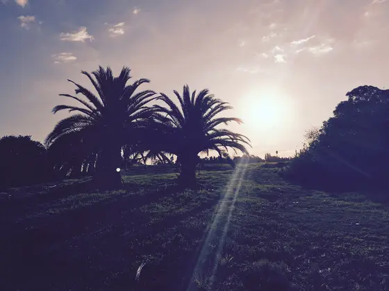 Near McLaughlin Oval playground, Riverwood