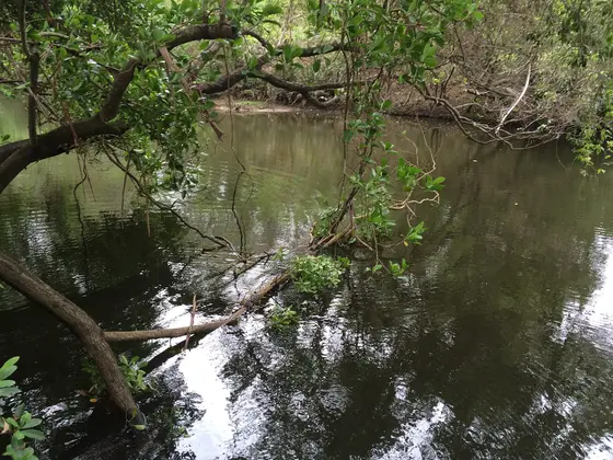 Near John Fredericks Park playground, Capalaba