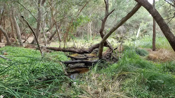 Near Year 1 Playground, Bull Creek