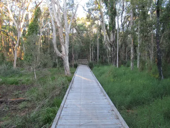 Wooden walkway through Squirrel Glider Conservation Area in Alexandra Hills, Queensland