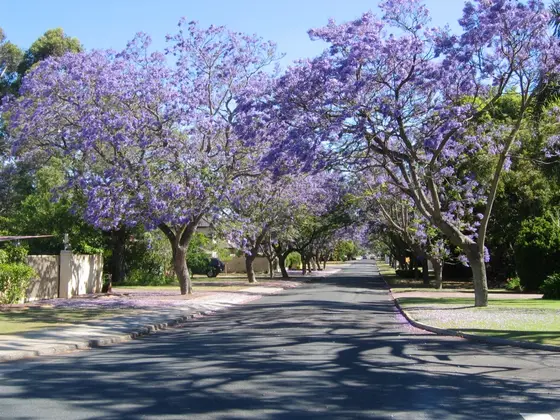 Looking along MacLeod Road in Applecross, Western Australia. The beautiful purple trees are jacarandas - a native of Brazil, but which grow particularly well in