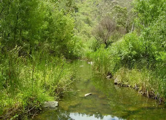 River Torrens at the easternmost end of the linear park (in athelstone ), Taken January 2007 by Peripitus. Cropped and downsampled from original Originally uplo