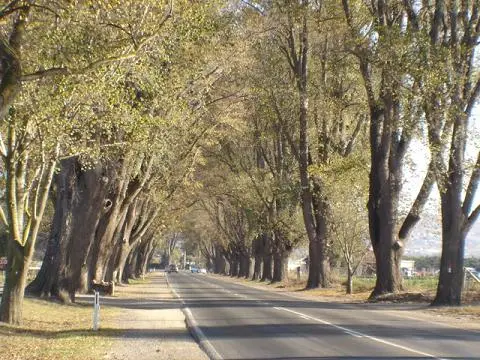 The Bacchus Marsh Avenue of Honour in Autumn.