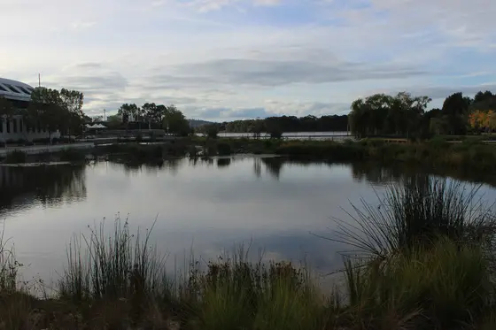 Lake Ginninderra wetlands